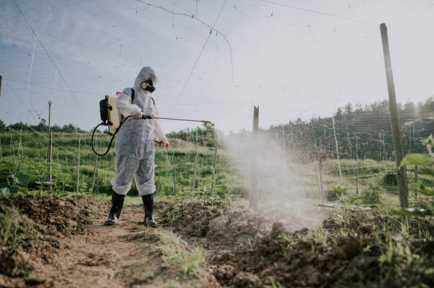 Best Local Pest Control Services  in Despard, WV
